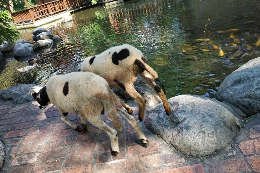 0905家庭支持活動-淨園農場 (9)